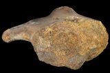 Fossil Hadrosaur Coracoid - Alberta (Disposition #-) #134519-3